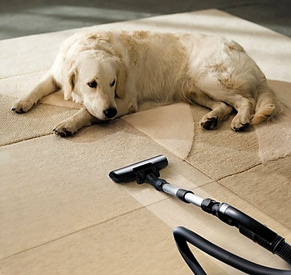 Family dog on carpet after enzyme odor treatment in a Noblesville IN home